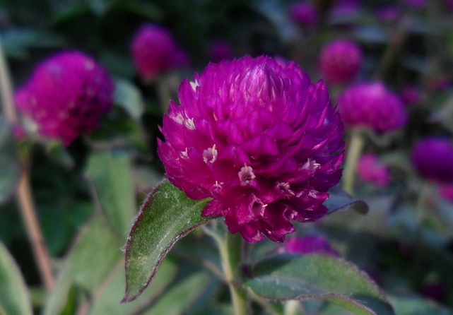 【千日红花花语】 千日红的花语大解析