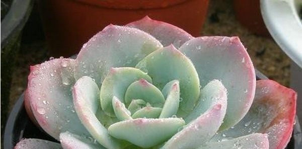 多肉植物白凤 白凤多肉品种介绍