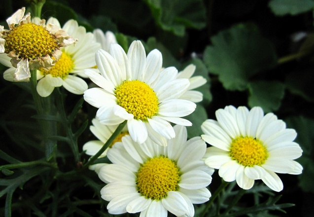 【雏菊花的养殖方法】雏菊花怎样养殖