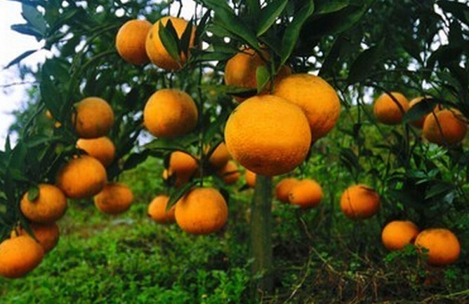 柑橘的分布区域介绍 如何种植柑橘
