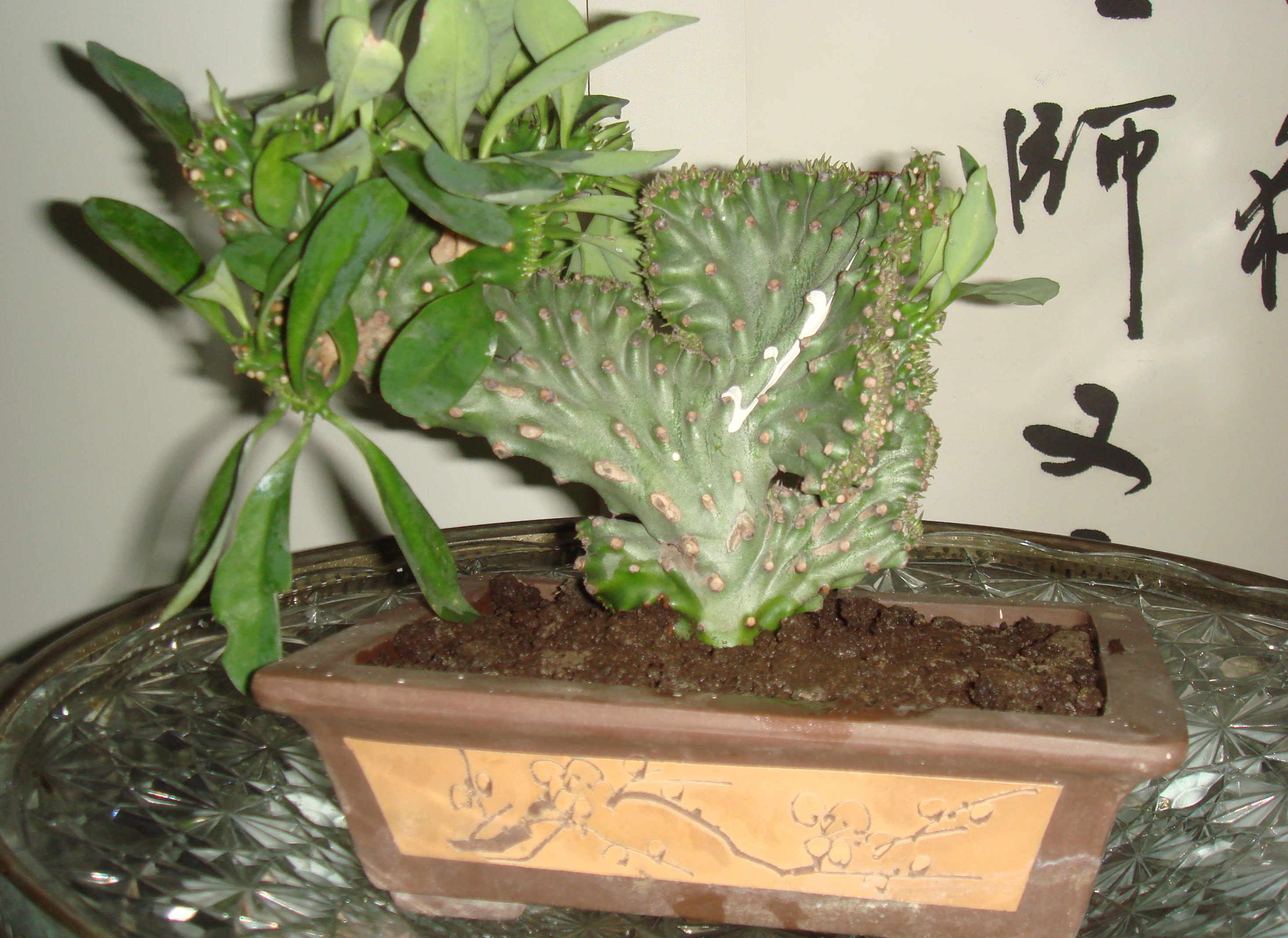 植物與醫學: 玉麒麟 Euphorbia neriifolia var. cristata 與金剛篡 Euphorbia neriifolia