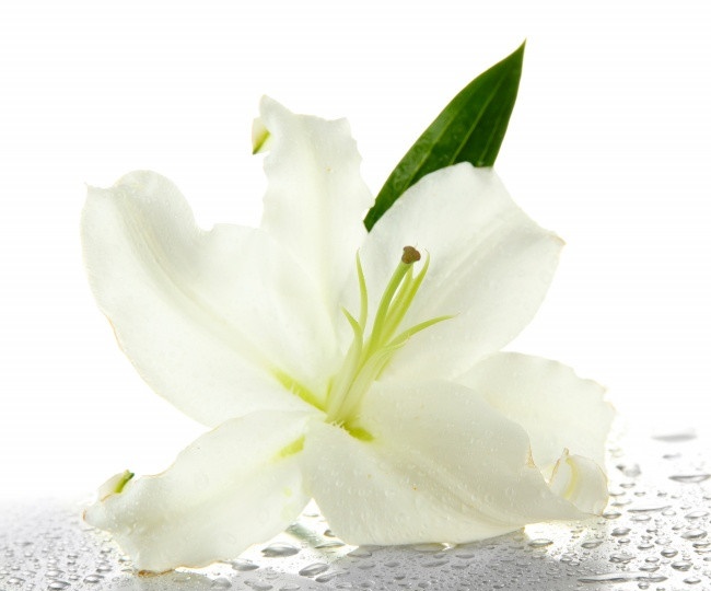 白百合花代表什么 白百合花语