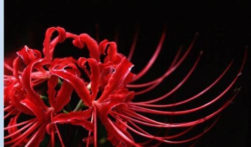 【彼岸花花语】彼岸花的花语大全