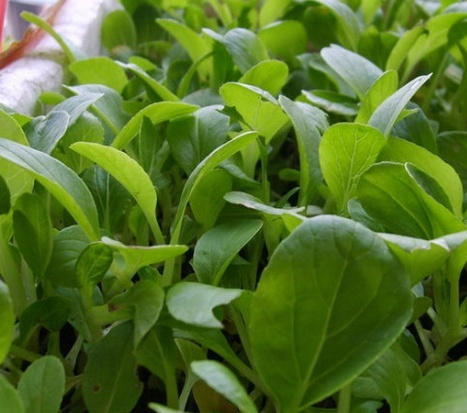 花盆种菜比较适合种什么菜?花盆种菜的优点有哪些_装修资讯_搜狐焦点家居论坛