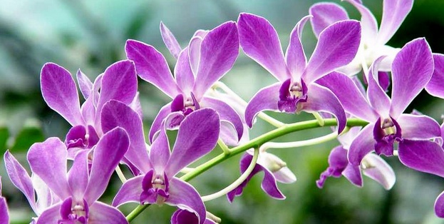 蝴蝶兰花怎么养 蝴蝶兰花好养吗