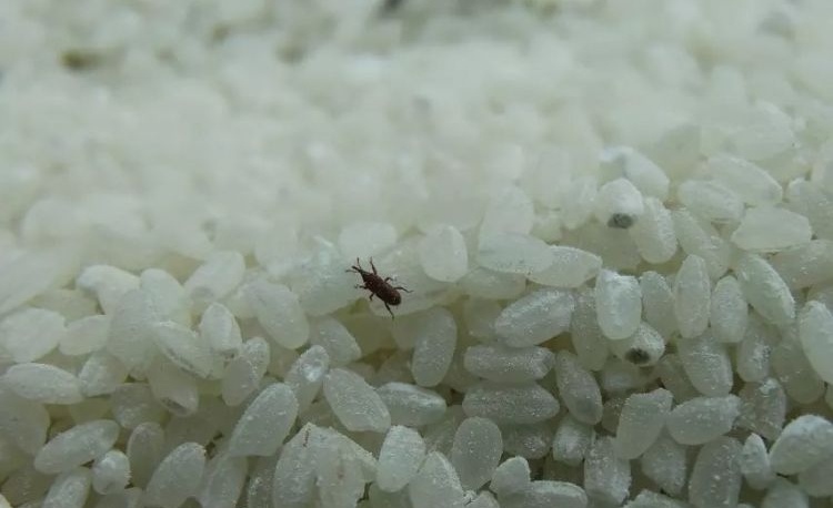 大米生虫怎么办 大米生虫还能吃吗