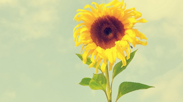 【向日葵花期】向日葵花期是什么时候