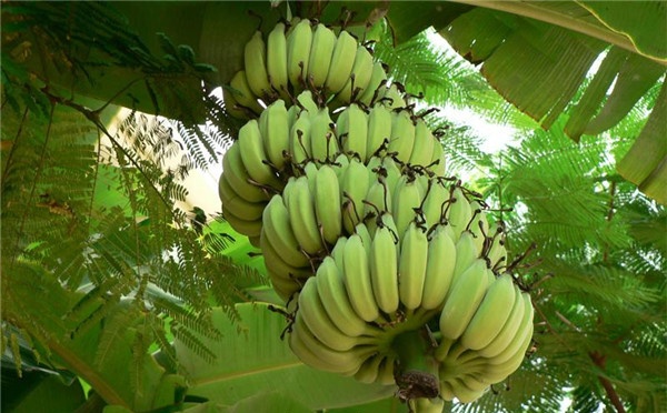 香蕉和芭蕉的区别 怎么区分香蕉和芭蕉