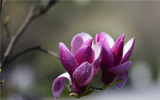 老虎机里的钱如何拿出:值得您信赖紫玉兰花的介绍与种植