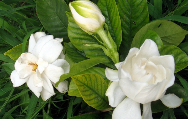 栀子花作文|栀子花作文450字