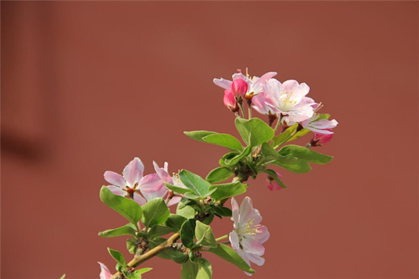 海棠花的種植方法 日本海棠的種植方法